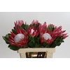 Protea Cynaroides Madiba