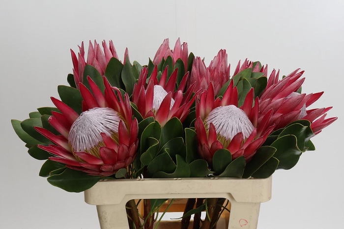 <h4>Protea Cynaroides Madiba</h4>