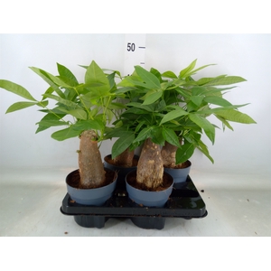 Pachira aquatica