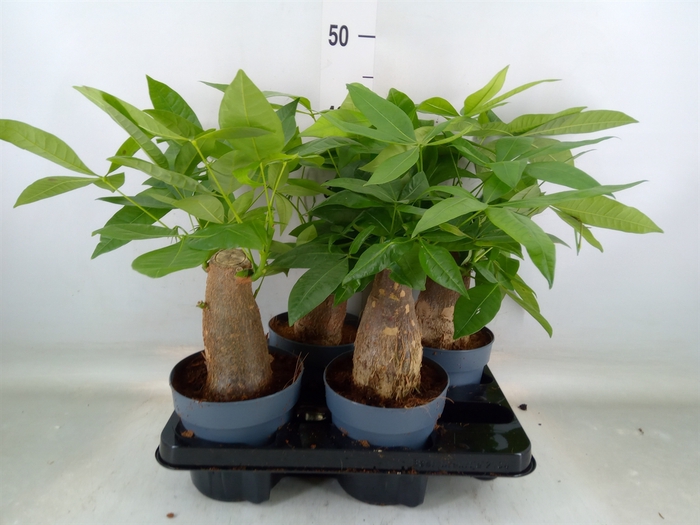 <h4>Pachira aquatica</h4>