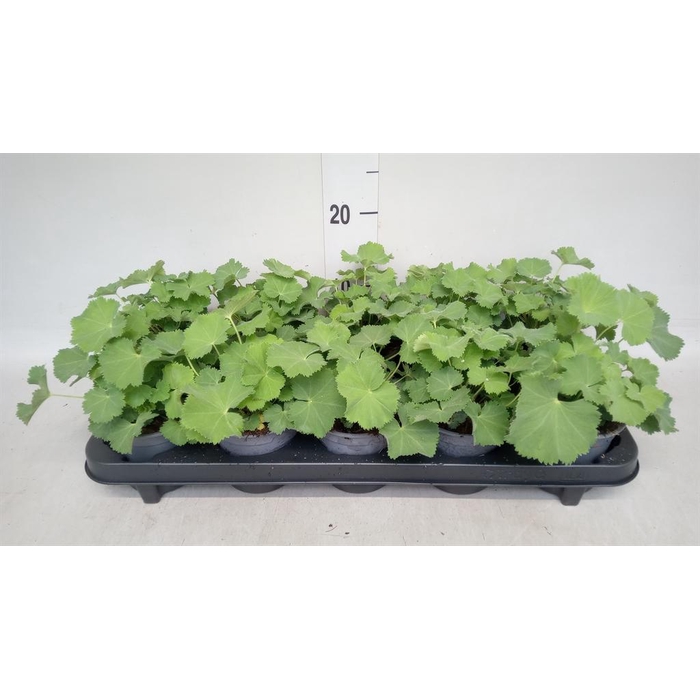 <h4>Alchemilla mollis</h4>
