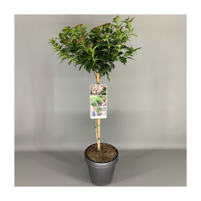 <h4>Viburnum tinus C3</h4>