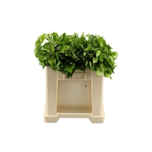 Hedera Bp