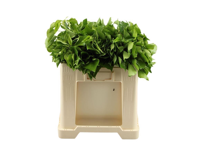 <h4>Hedera Bp</h4>