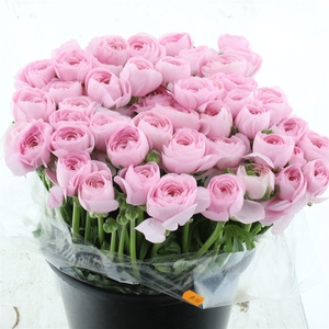 Ran Su Hanoi Pink Extra (fr)