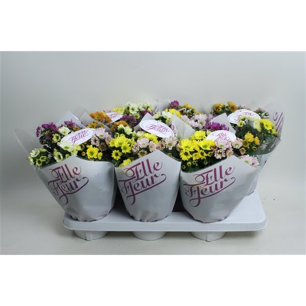 <h4>Elle Fleur Rossi gemengd per pot</h4>