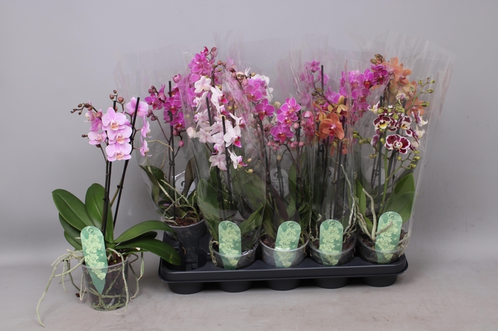 <h4>PHAL MF GEM 5 KL</h4>