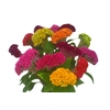 CELOSIA CRISTATA VARIADO 060 CM MISTO
