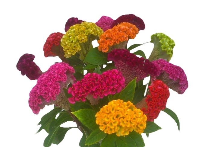 <h4>CELOSIA CRISTATA VARIADO 060 CM MISTO</h4>