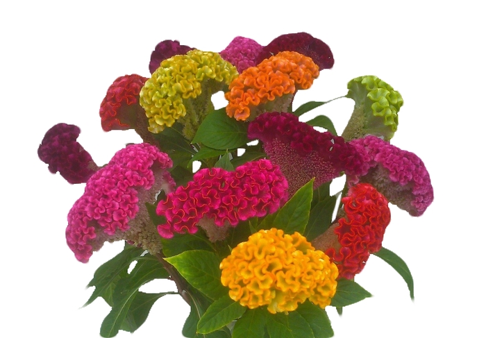 CELOSIA CRISTATA VARIADO 060 CM MISTO