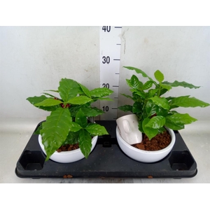 Planten  ..in schaal L%