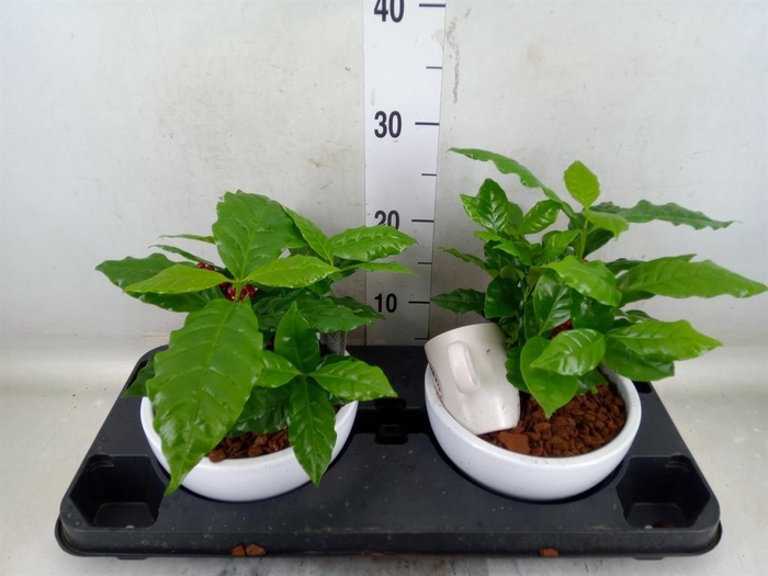 <h4>Planten  ..in schaal L%</h4>