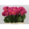 Dahlia Barbados