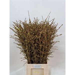 Forsy I Spectabilis 90cm