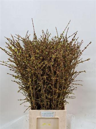 <h4>Forsy I Spectabilis 90cm</h4>