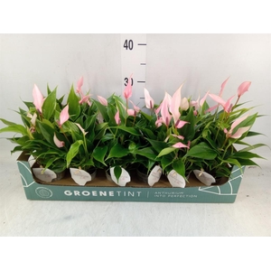 Anthurium andr. 'Lilli'