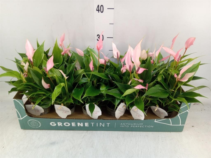 <h4>Anthurium andr. 'Lilli'</h4>