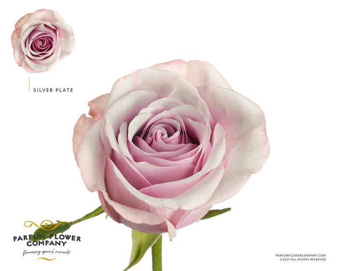 Rosa Premium Silver Plate