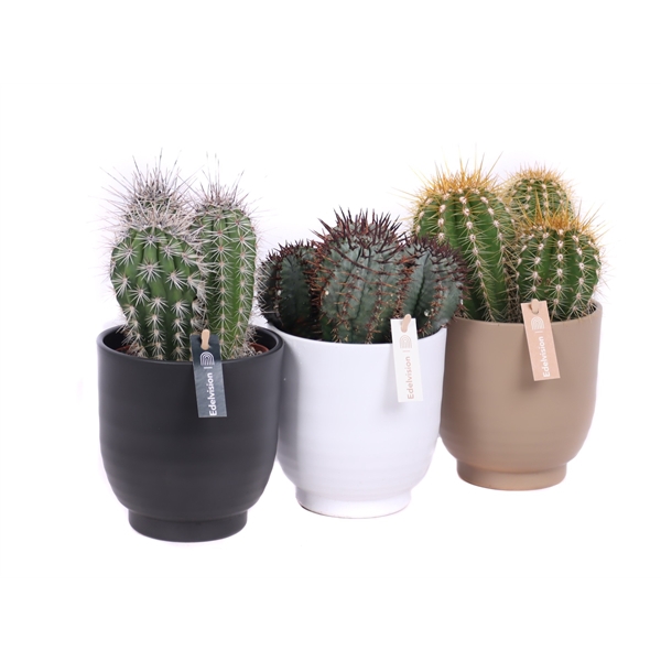 Cactus canarias 12 cm in nature groove pot met etiket