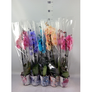 Phalaenopsis   ...