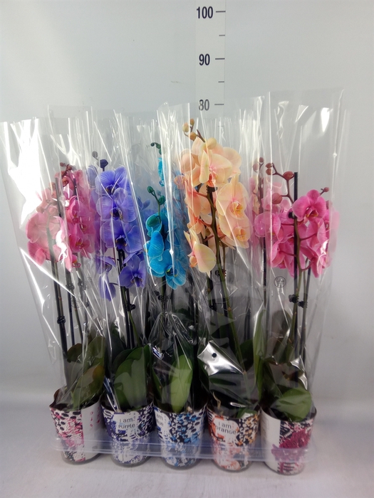 <h4>Phalaenopsis   ...</h4>