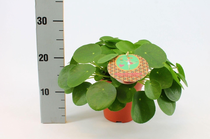 <h4>Pilea Peperomioides 15cm Nederlands etiket</h4>