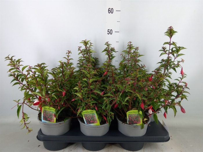 <h4>Fuchsia magellanica</h4>