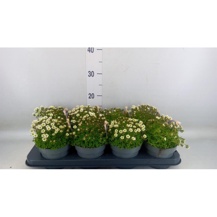 <h4>Saxifraga arend.</h4>
