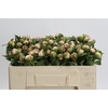 Paeonia Noemi Demay