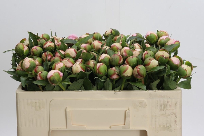 <h4>Paeonia Noemi Demay</h4>