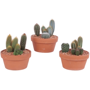 Yearround Arr. Cactus Ceramic Romana Terracotta Pot Ø17cm 3PP