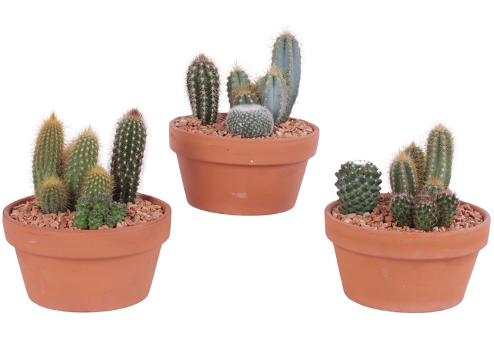 <h4>Yearround Arr. Cactus Ceramic Romana Terracotta Pot Ø17cm 3PP</h4>