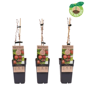 Ribes uva-crispa 'Hinnonmöki Röd', P15