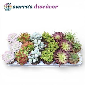 Discover® - Barcelona Succulents Mix (Exclusive)