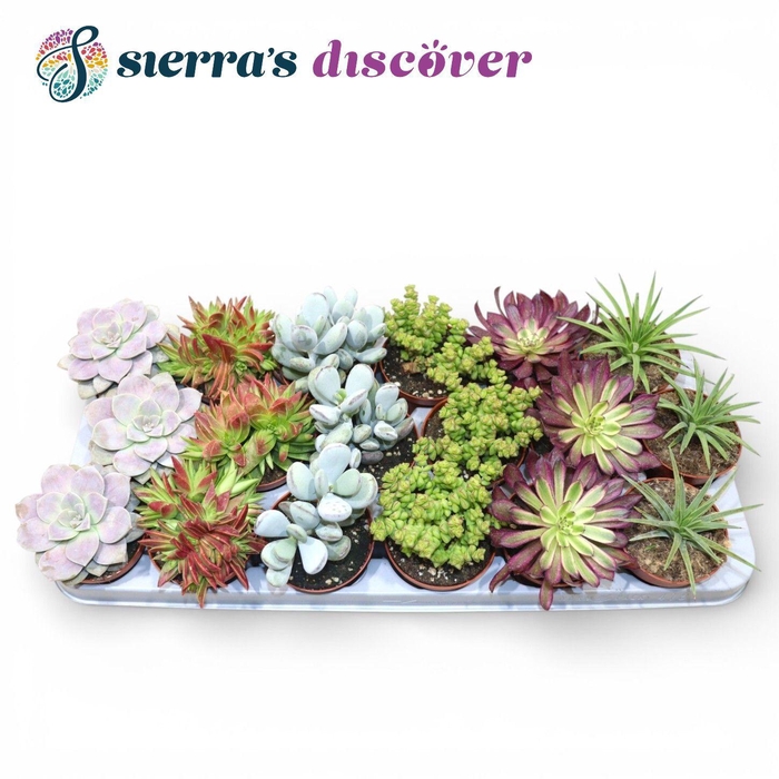<h4>Discover® - Barcelona Succulents Mix (Exclusive)</h4>