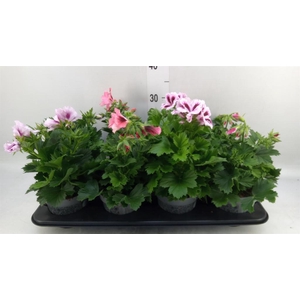 Pelargonium gran.   ..mix
