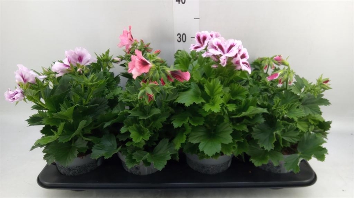 <h4>Pelargonium gran.   ..mix</h4>