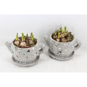 arr4 Muscari JS - Ker. theepot kl. x6