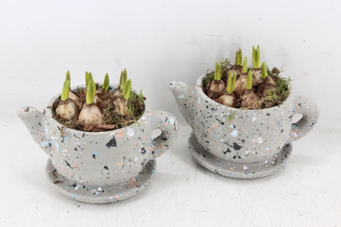 <h4>arr4 Muscari JS - Ker. theepot kl. x6</h4>