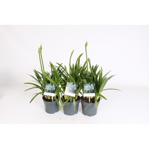 Agapanthus Charlotte blauw. pot 12 cm knoppen boven gewas