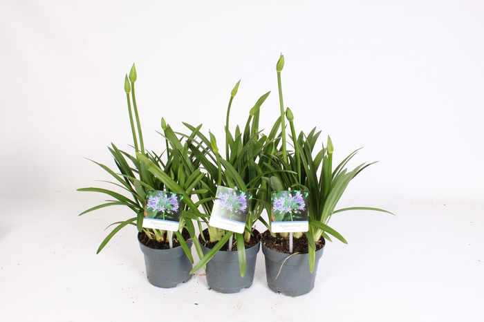 <h4>Agapanthus Charlotte blauw. pot 12 cm knoppen boven gewas</h4>