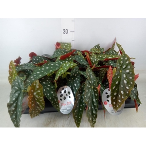 Begonia maculata