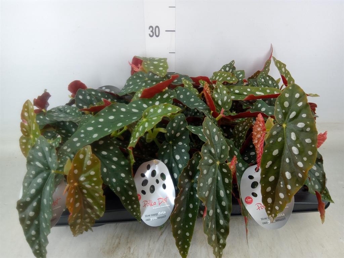 <h4>Begonia maculata</h4>