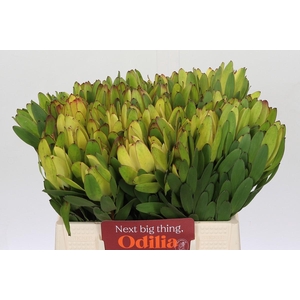 Leucadendron Goldstrike