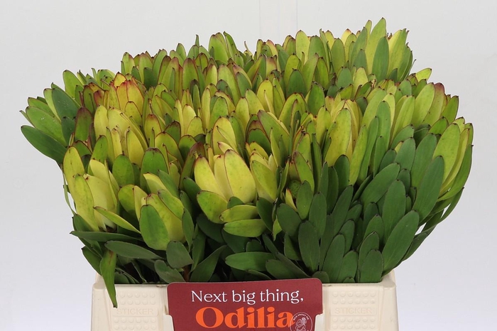 <h4>Leucadendron Goldstrike</h4>