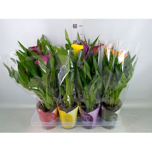 Zantedeschia   ...mix
