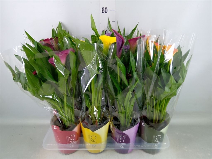 <h4>Zantedeschia   ...mix</h4>