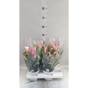 Anthurium andr. 'Lilli'
