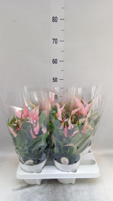 <h4>Anthurium andr. 'Lilli'</h4>