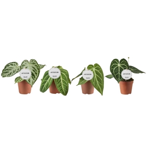 Anthurium   ...